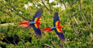 Scarlet Macaws