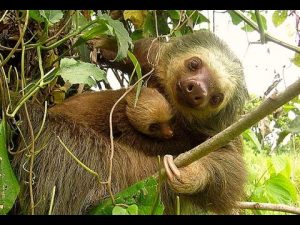 Mom & Baby Sloth