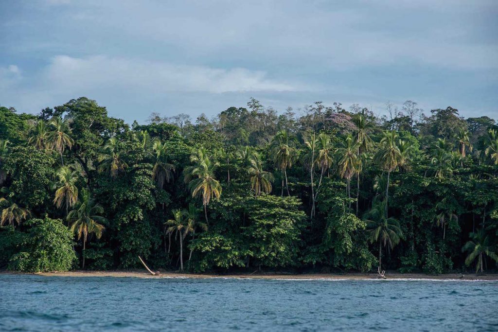 Beach Treeline