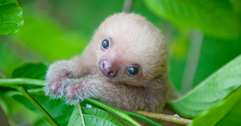 Baby Sloth