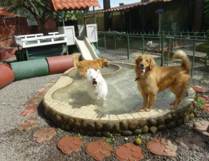 Villa de Perros - Large Dogs