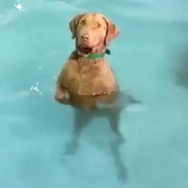 Doggie Pool