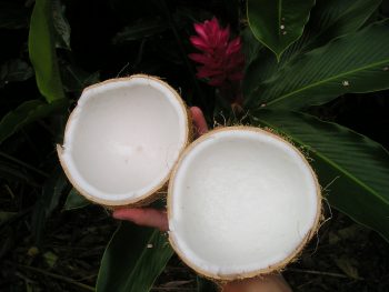 Split Coconut